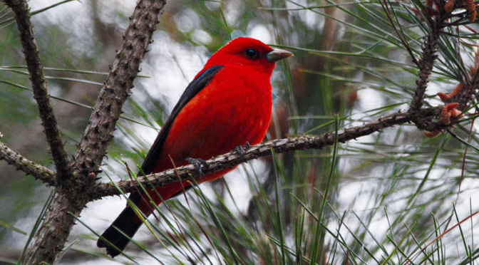 Scarlet Tanagers have arrived in central NC